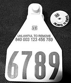Temple Official 840 Large Herdsman Tag Set - Available as Single Set or Matched Visual Pair