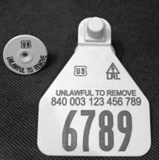 Temple Official 840 Medium Herdsman Tag Set - Available as Single Set or Matched Visual Pair