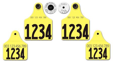 Official USDA '840' Ultra EID/Matched Pair Visual Set - 2 Maxi Females each with Large Male - NUMBERED